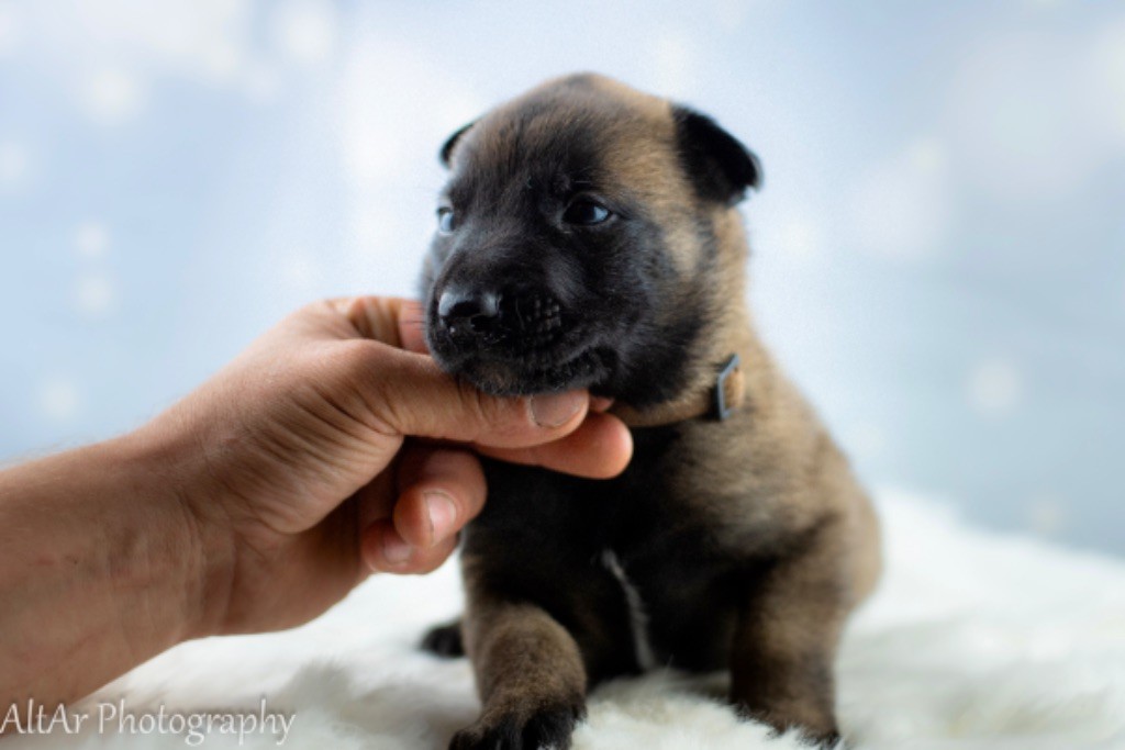 CHIOT collier marron 