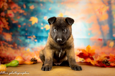 CHIOT collier bleu