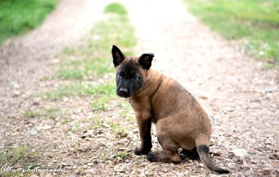 CHIOT collier marron 