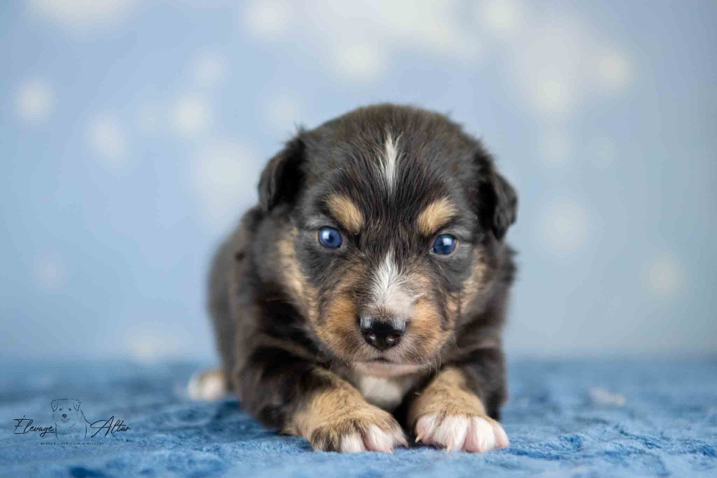 Des Bergers D’Altar - Chiots disponibles - Berger Américain Miniature 