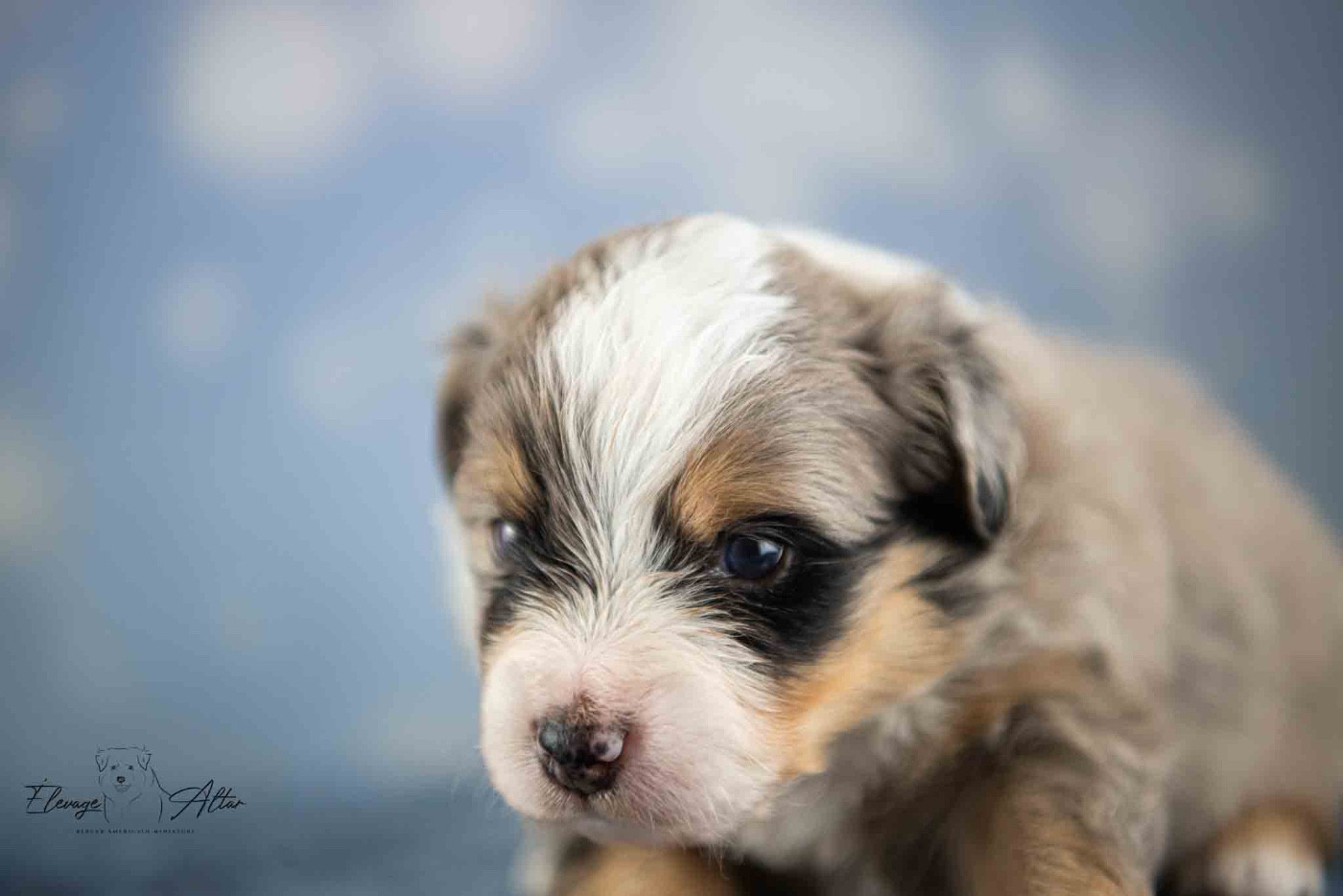 Des Bergers D’Altar - Chiots disponibles - Berger Américain Miniature 