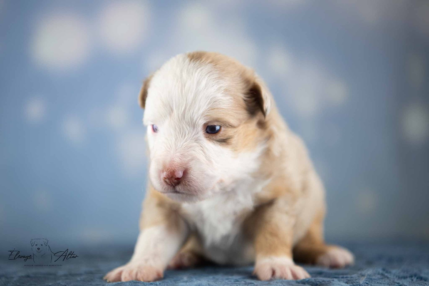 Des Bergers D’Altar - Chiots disponibles - Berger Américain Miniature 