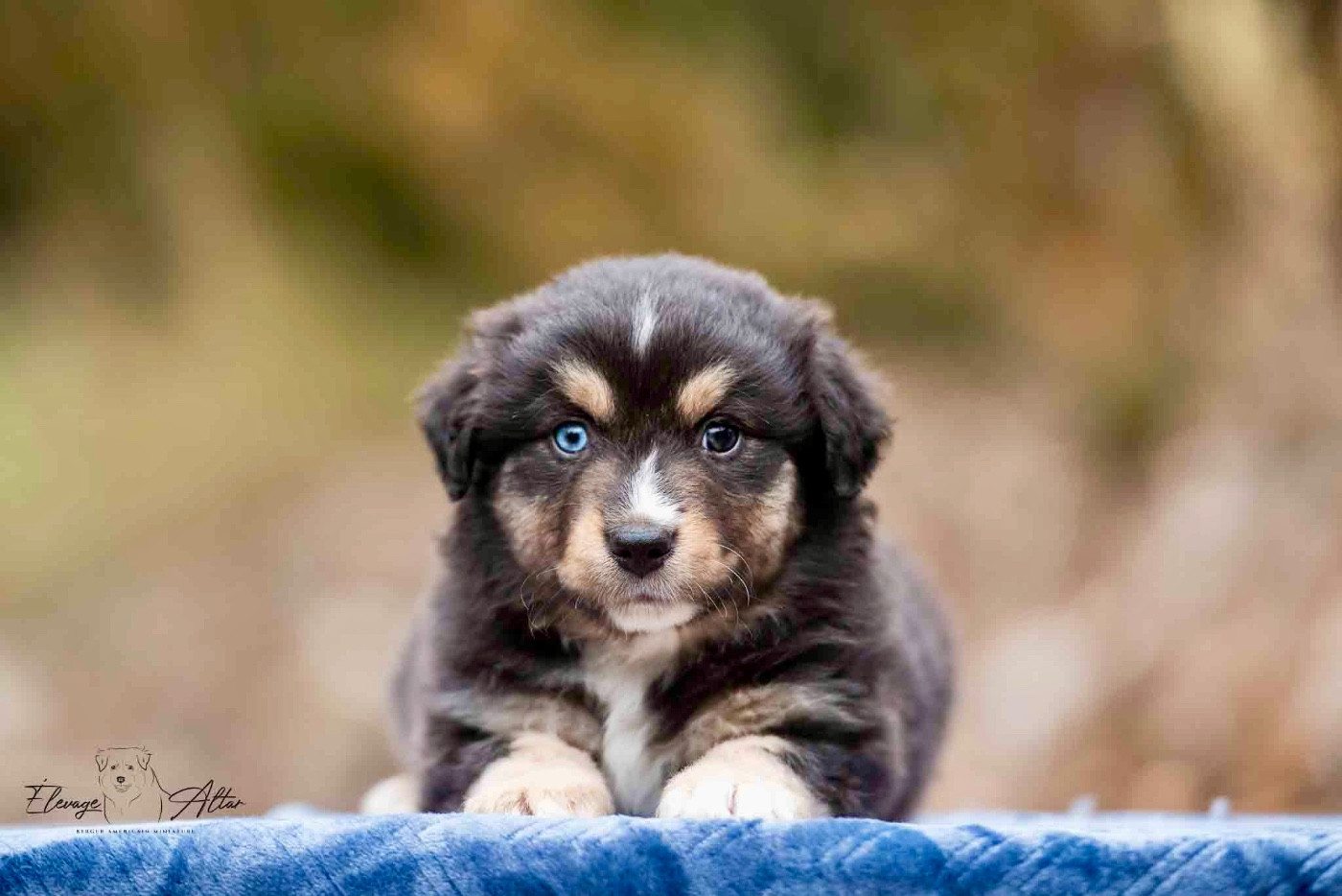 Des Bergers D’Altar - Chiots disponibles - Berger Américain Miniature 