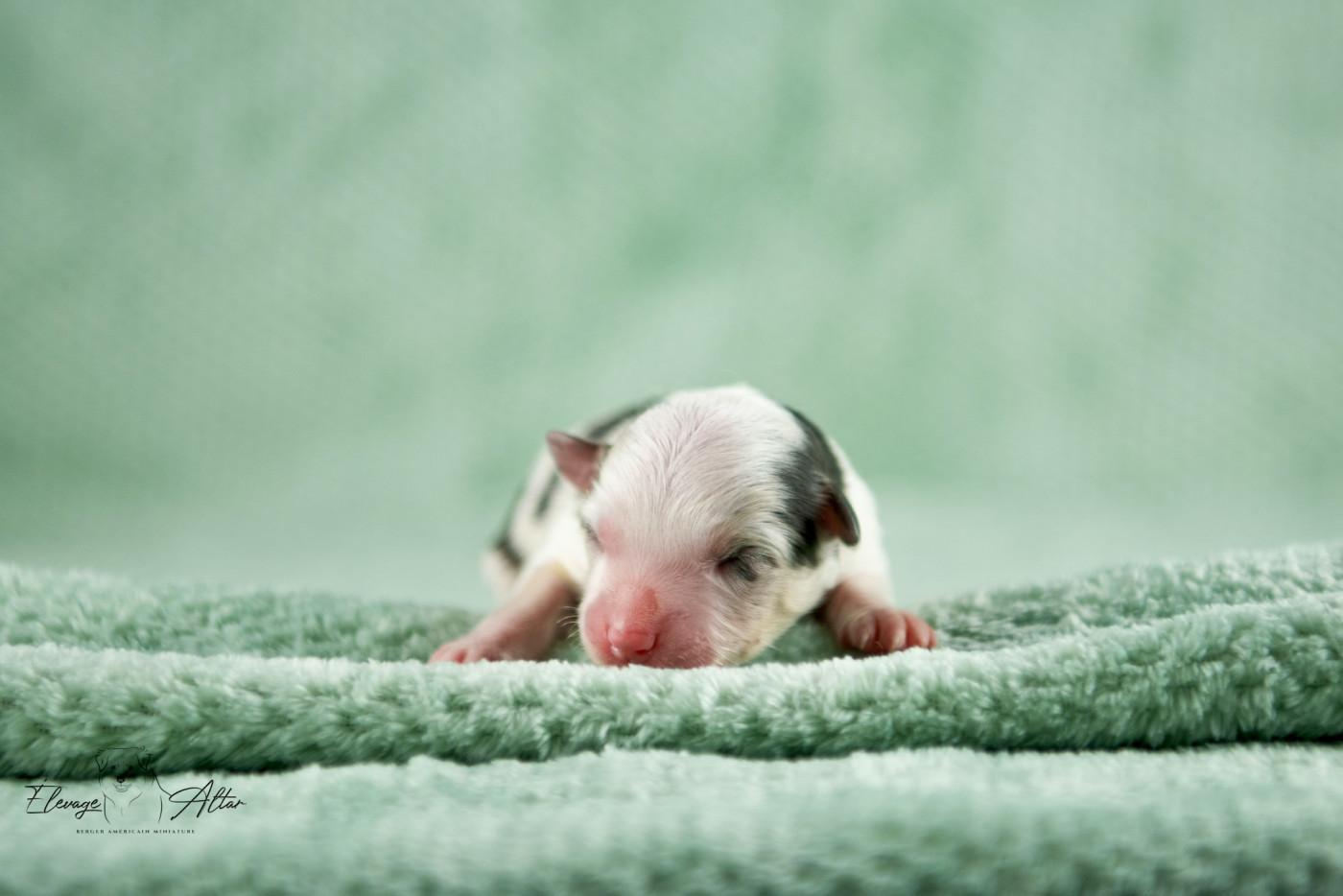 Des Bergers D’Altar - Chiots disponibles - Berger Américain Miniature 