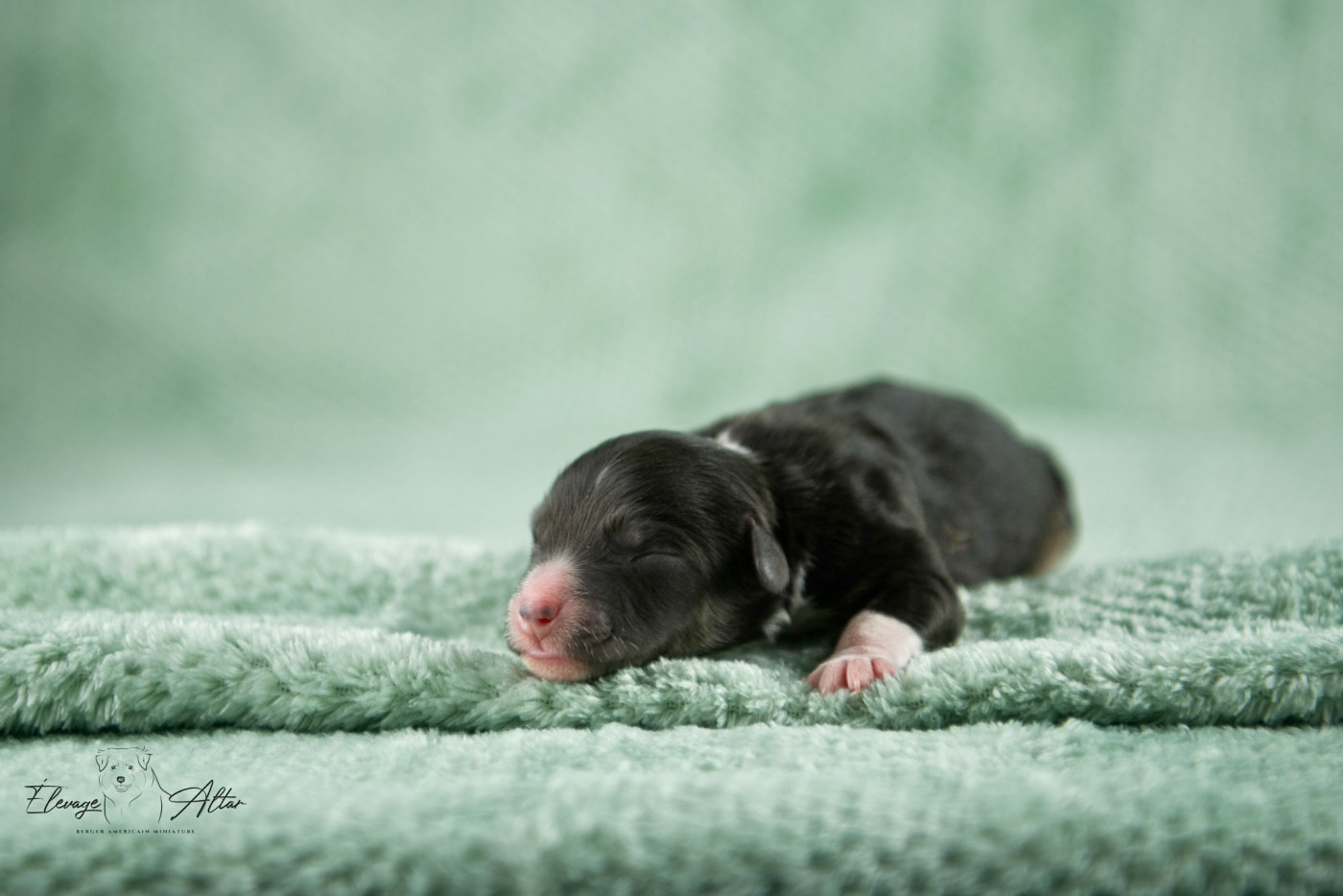 Des Bergers D’Altar - Chiots disponibles - Berger Américain Miniature 