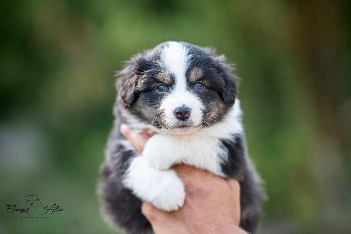 Des Bergers D’Altar - Chiots disponibles - Berger Américain Miniature 