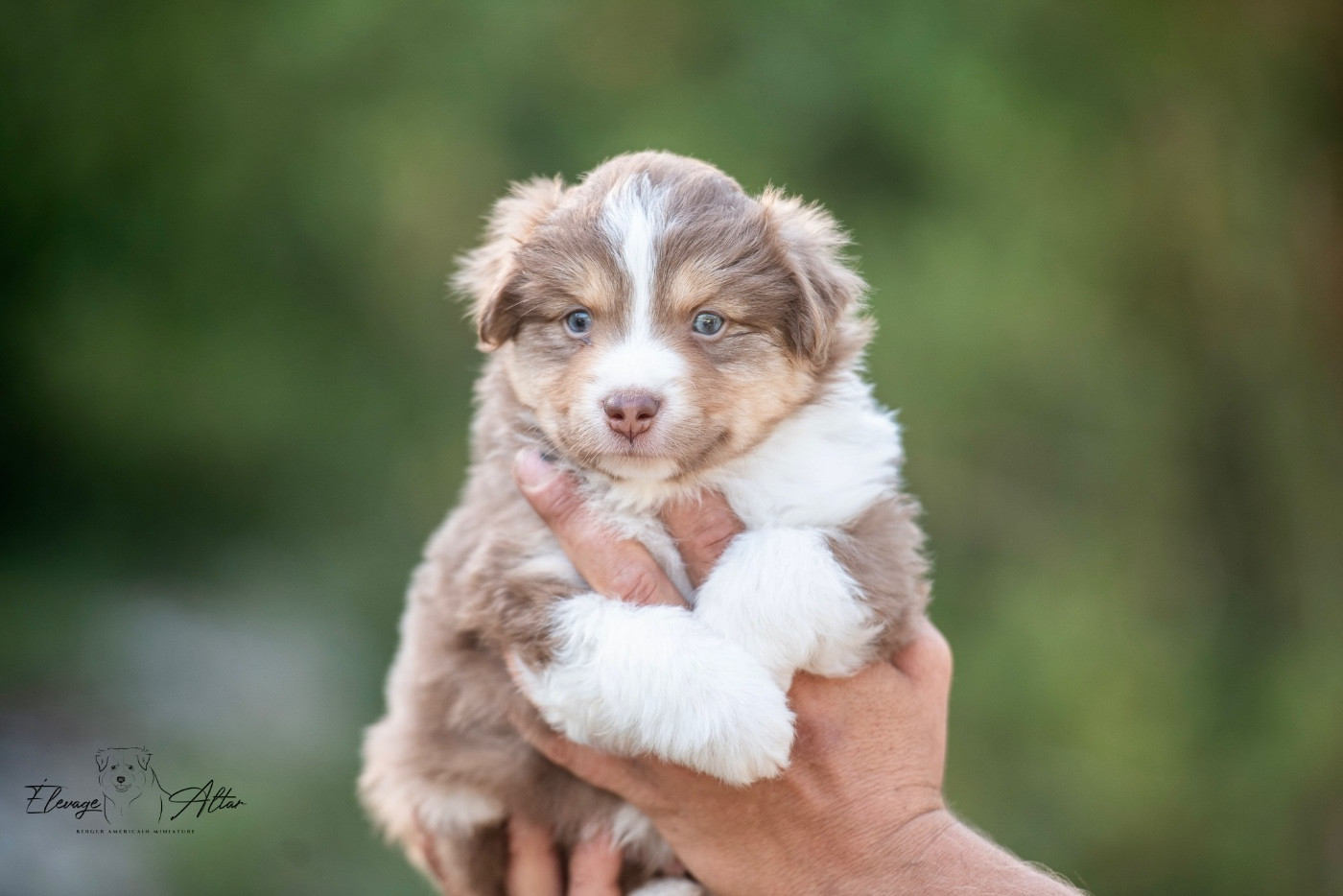 Des Bergers D’Altar - Chiots disponibles - Berger Américain Miniature 