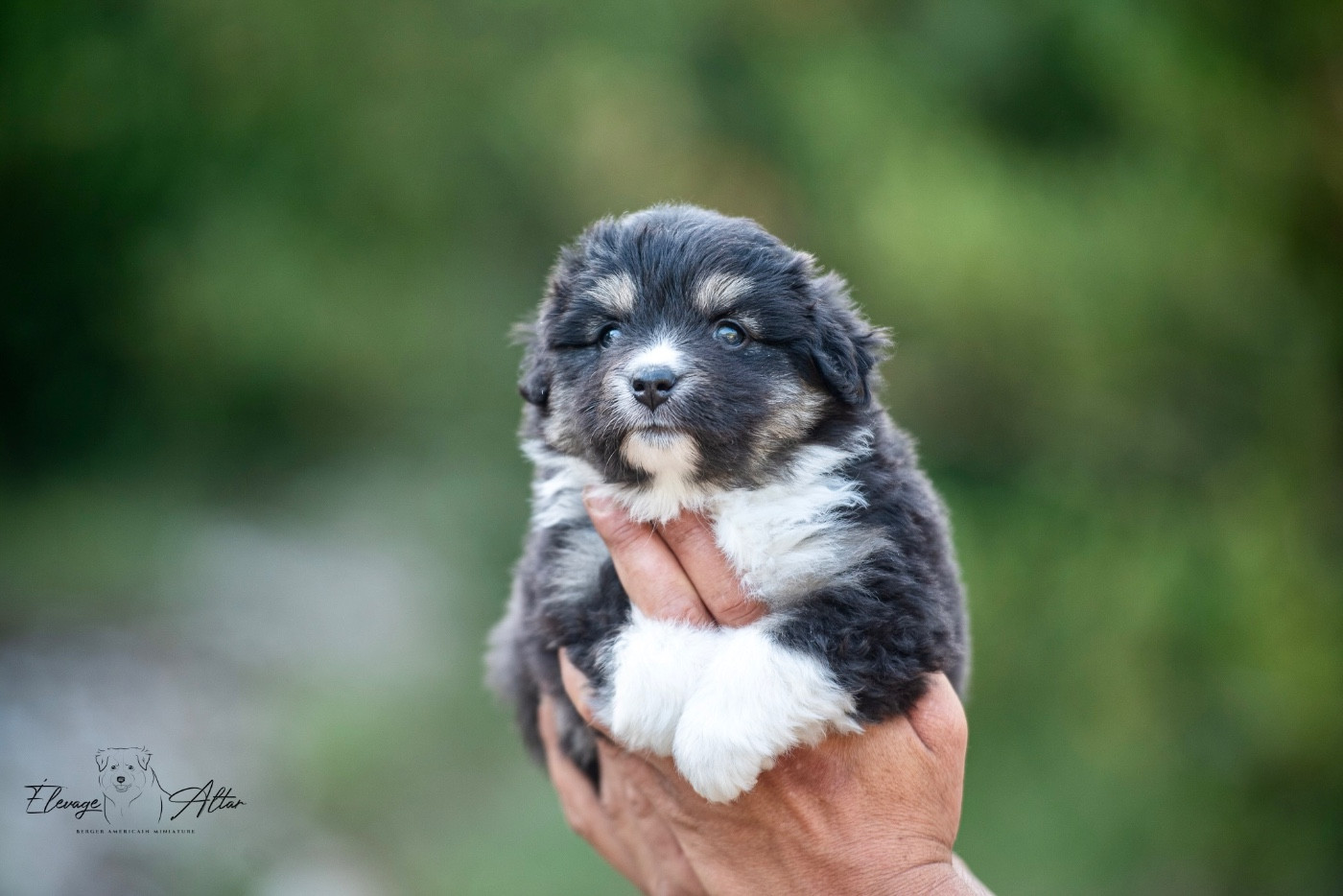 Des Bergers D’Altar - Chiots disponibles - Berger Américain Miniature 