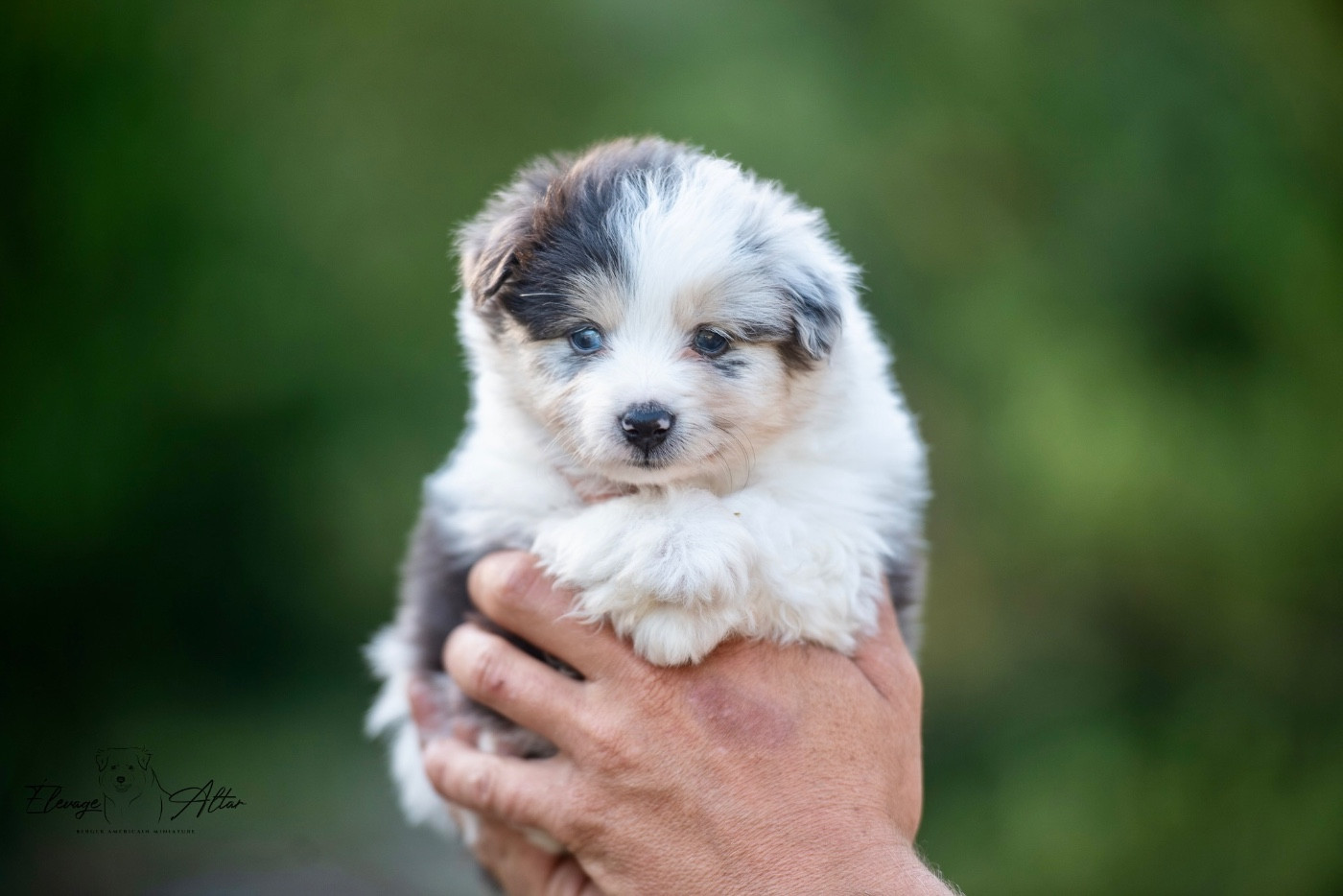 Des Bergers D’Altar - Chiots disponibles - Berger Américain Miniature 