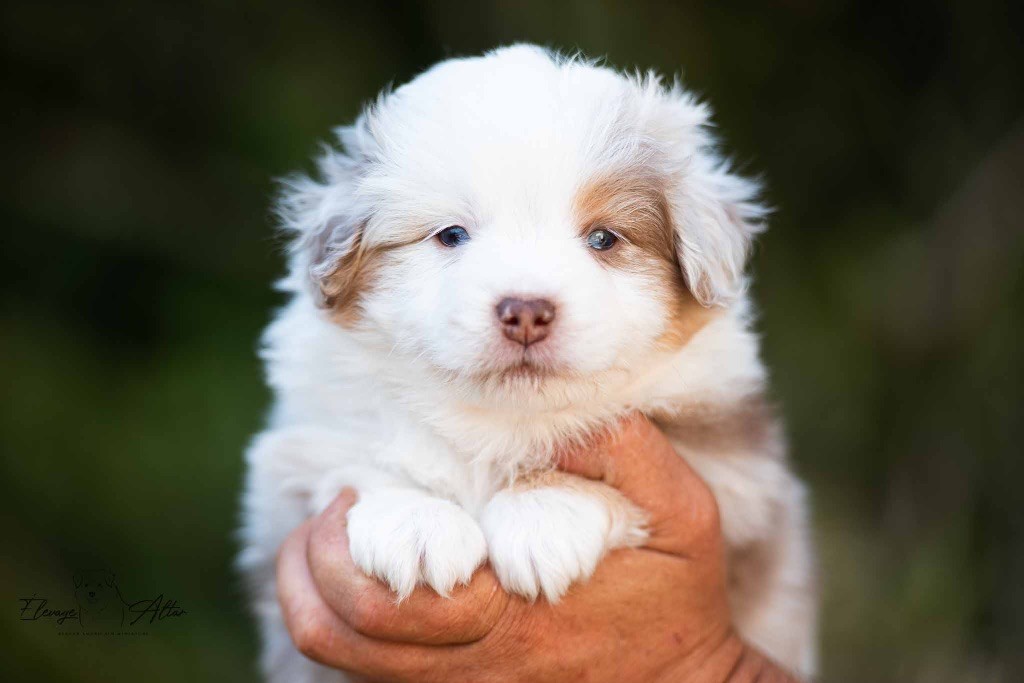 Des Bergers D’Altar - Chiots disponibles - Berger Américain Miniature 