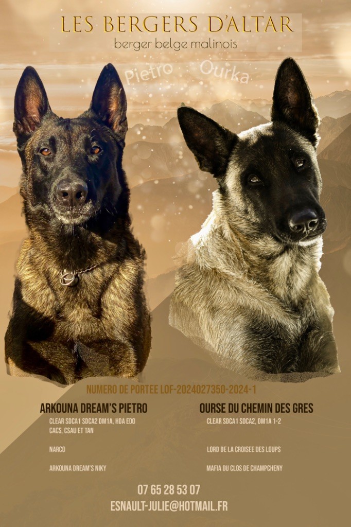 Chiot Berger Belge Des Bergers D’Altar