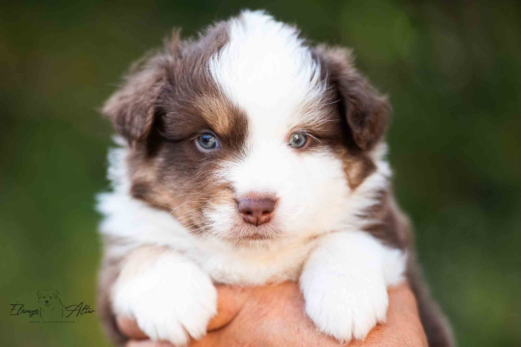 Des Bergers D’Altar - Chiots disponibles - Berger Américain Miniature 