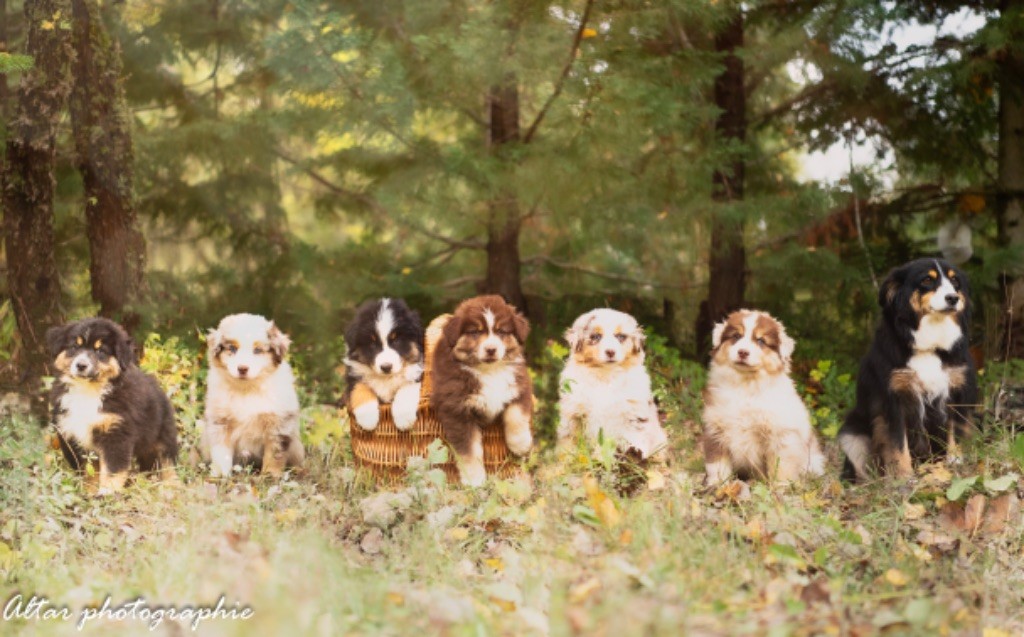 Des Bergers D’Altar - Chiots disponibles - Berger Américain Miniature 